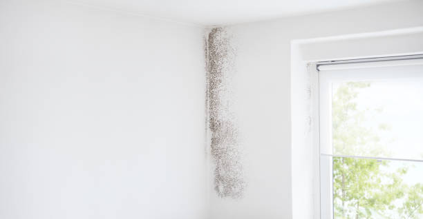 Best Black Mold Removal  in Alva, OK